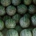 冠龙西瓜10斤打底8成熟1茬