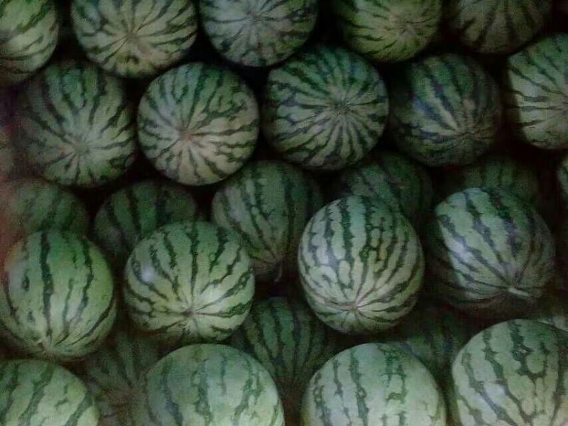 冠龙西瓜10斤打底8成熟1茬