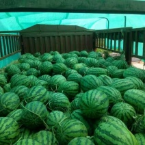 冠龙西瓜10斤打底8成熟1茬