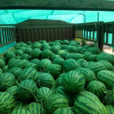 冠龙西瓜10斤打底8成熟1茬