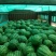 冠龙西瓜10斤打底8成熟1茬