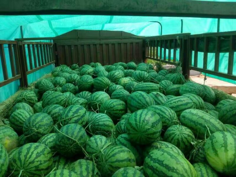 冠龙西瓜10斤打底8成熟1茬