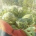 冠龙西瓜10斤打底8成熟1茬