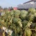 冠龙西瓜10斤打底8成熟1茬