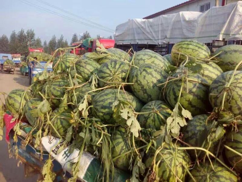 冠龙西瓜10斤打底8成熟1茬