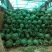 冠龙西瓜10斤打底8成熟1茬