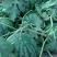 冠龙西瓜10斤打底8成熟1茬