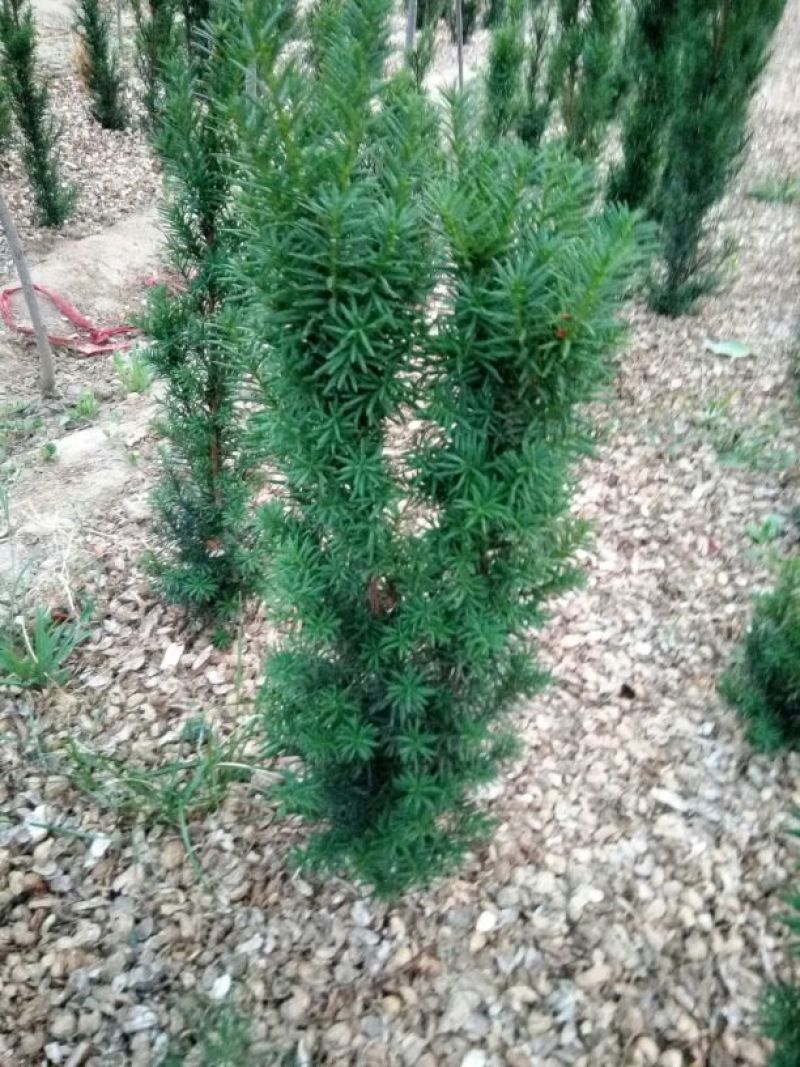 红豆杉盆景