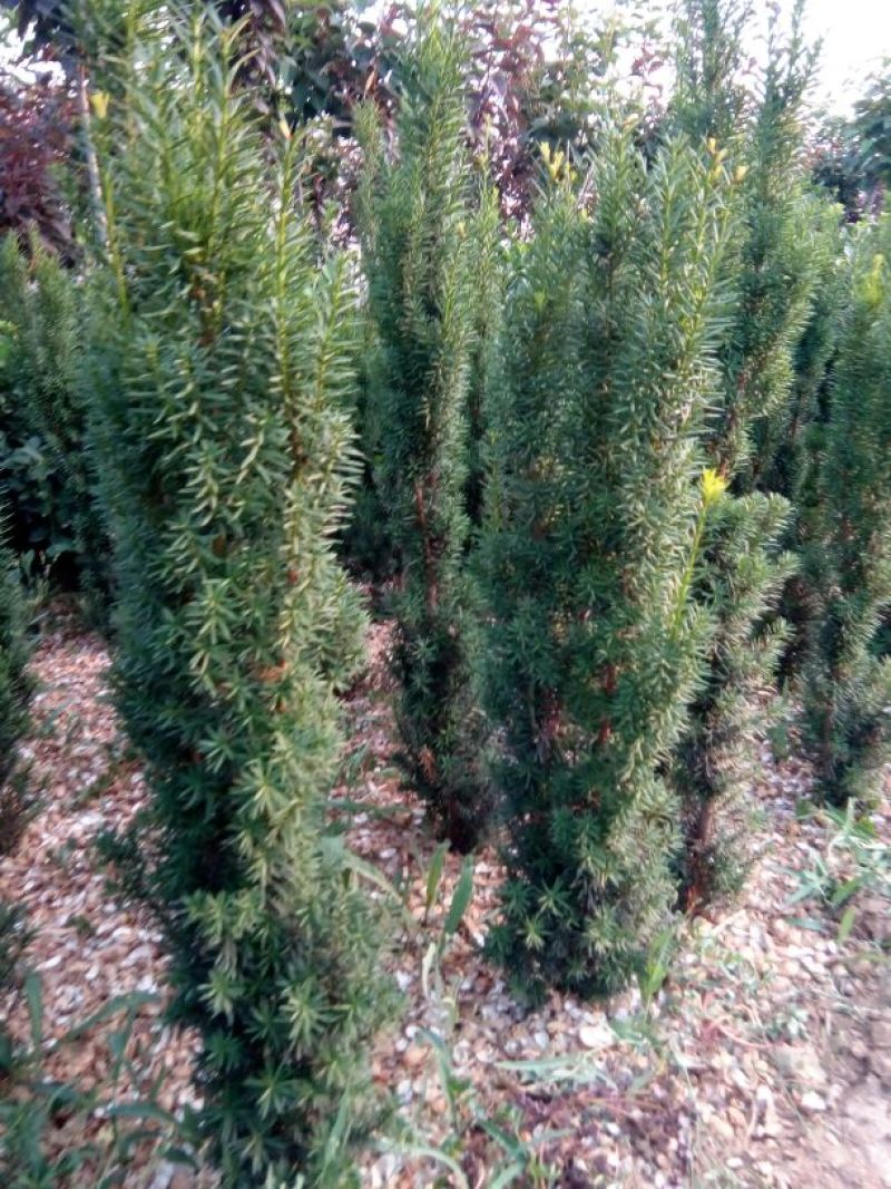 红豆杉盆景