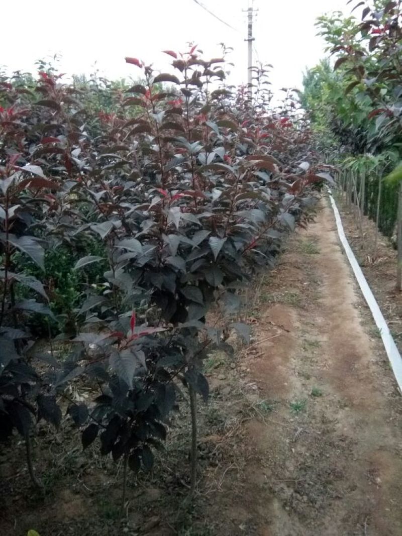 红叶樱花4cm以下