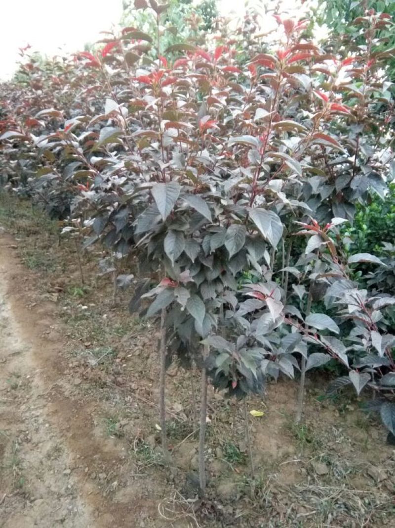红叶樱花4cm以下