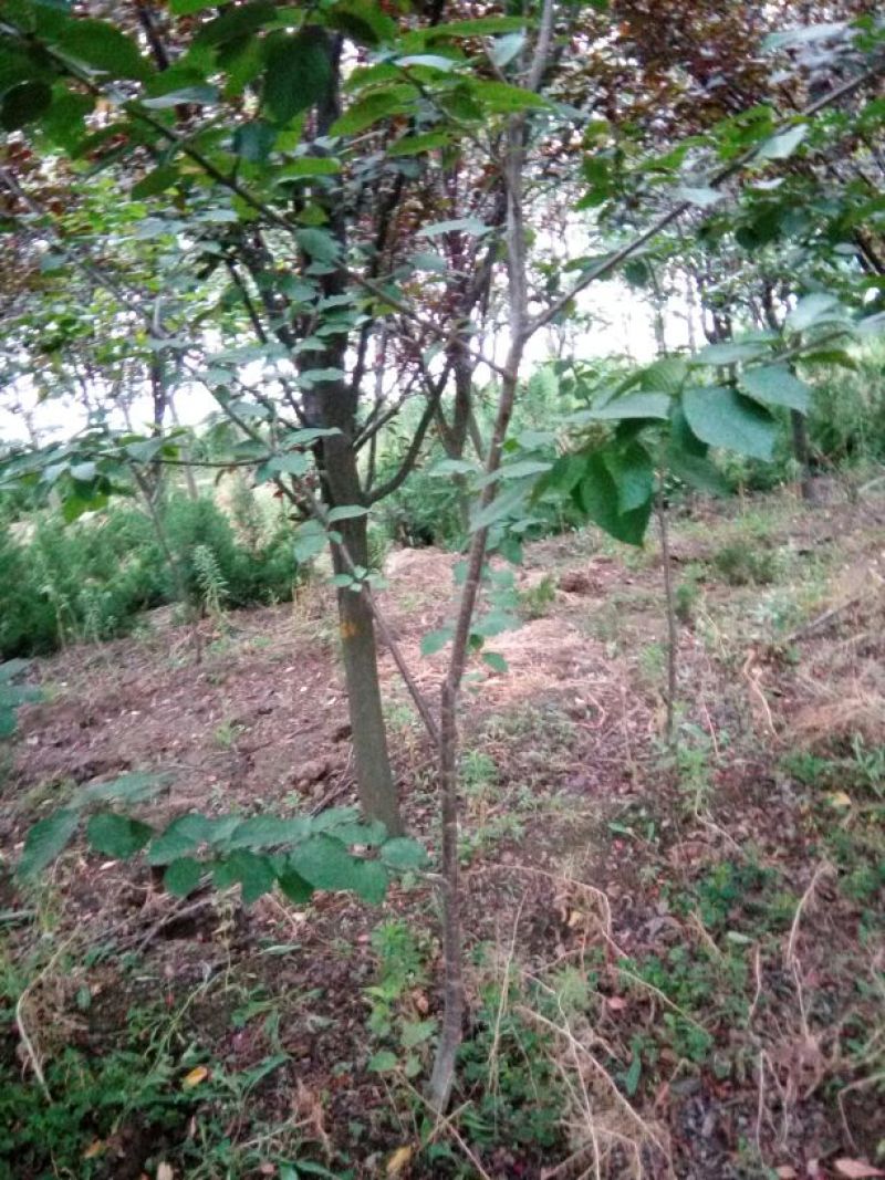 大樱桃树3年