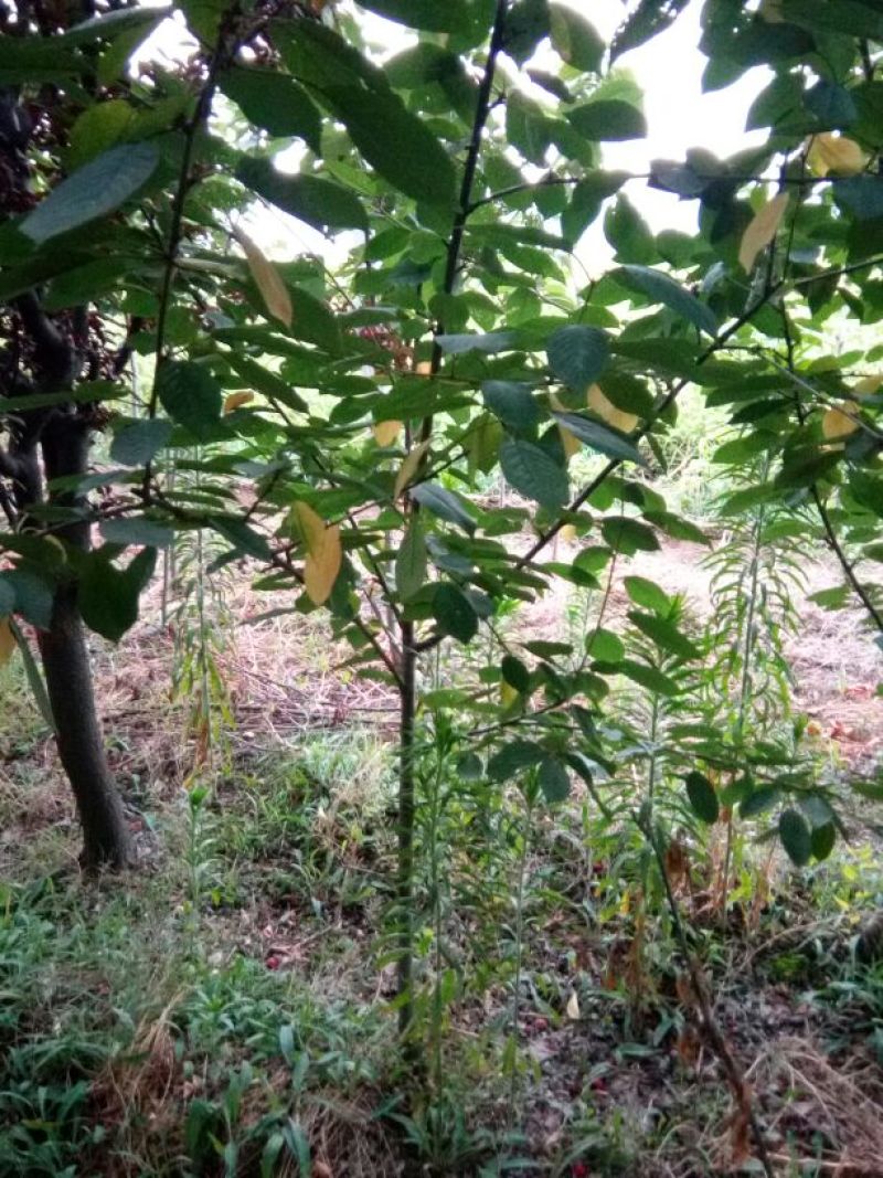 大樱桃树3年