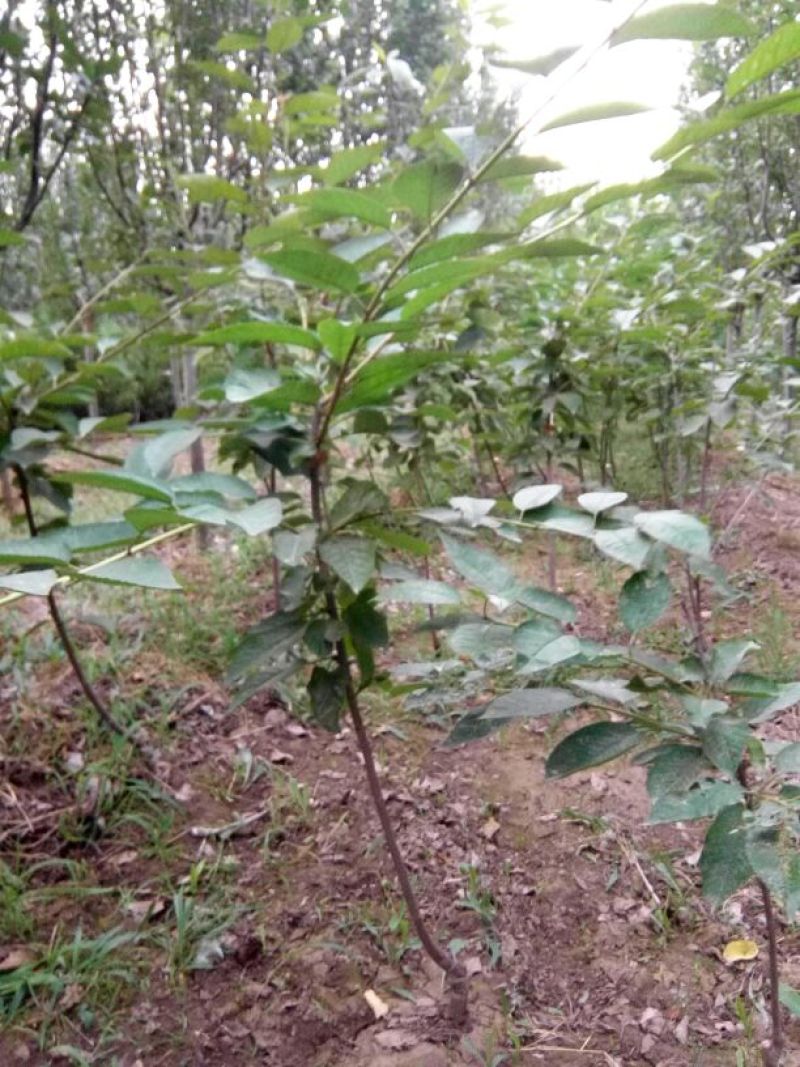 大樱桃树3年