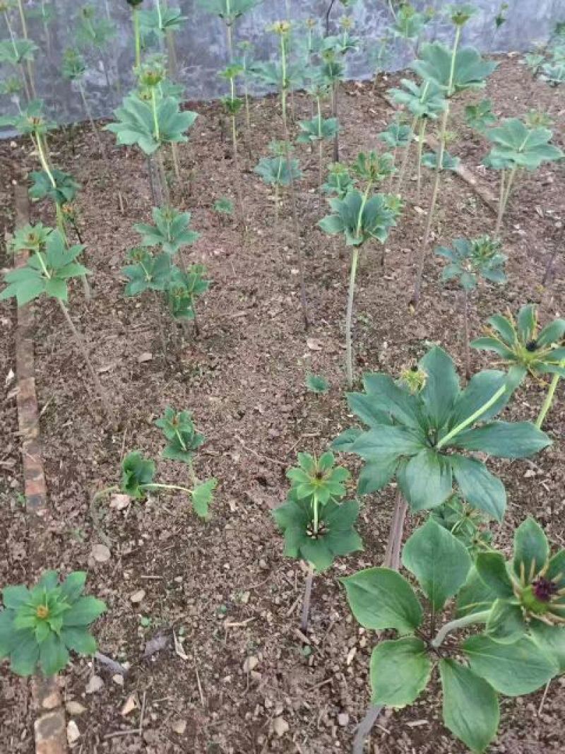 滇重楼苗2年