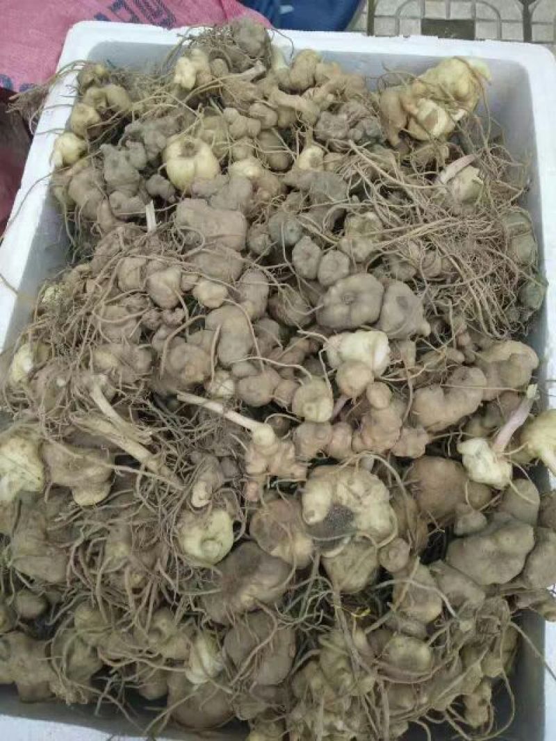 黄精滇黄精
