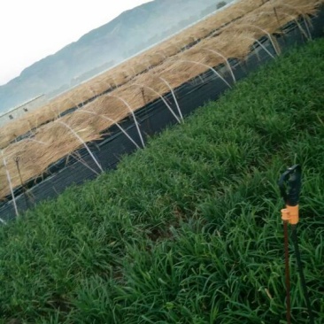 韭黄二茬60~70公分