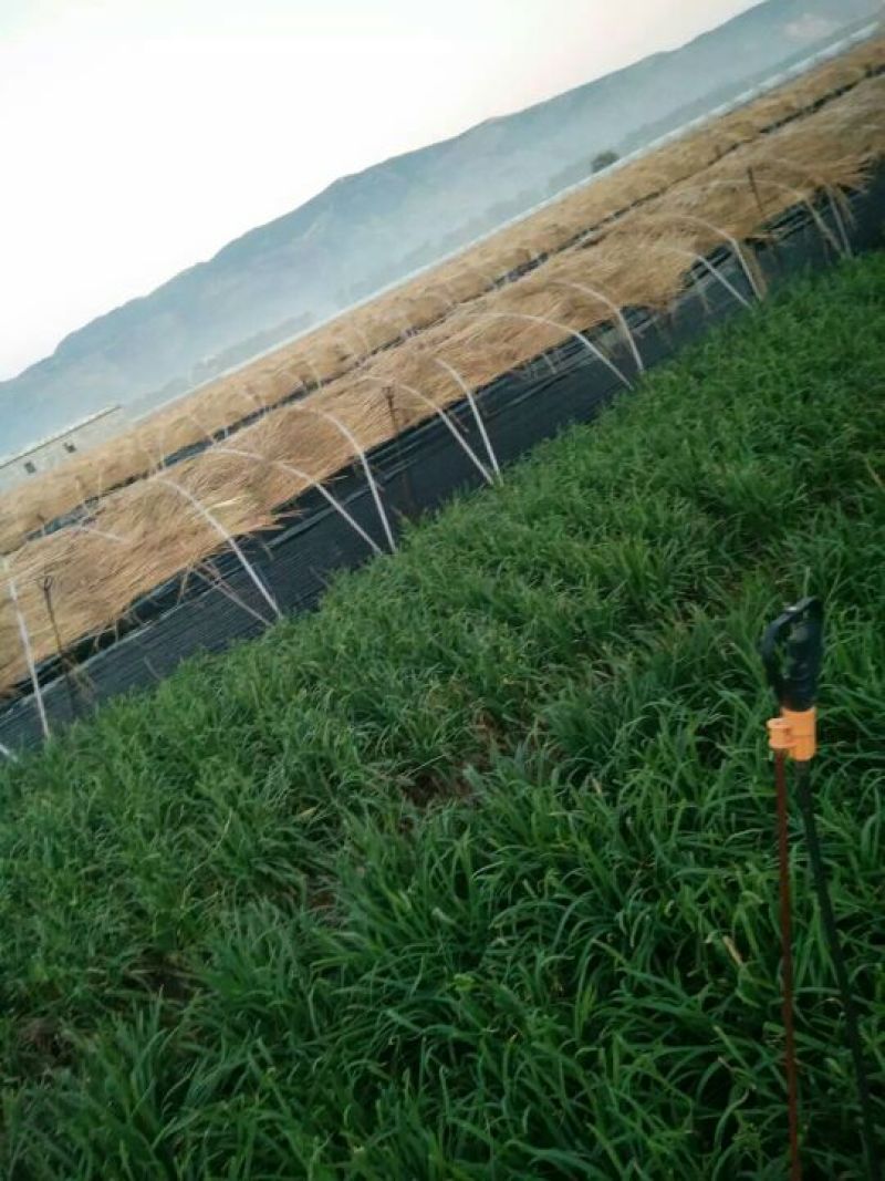 韭黄二茬60~70公分