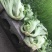 包心芥菜5两以上