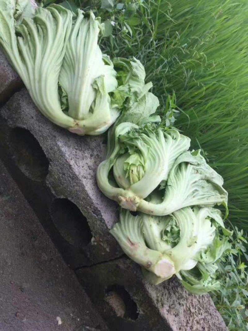 包心芥菜5两以上