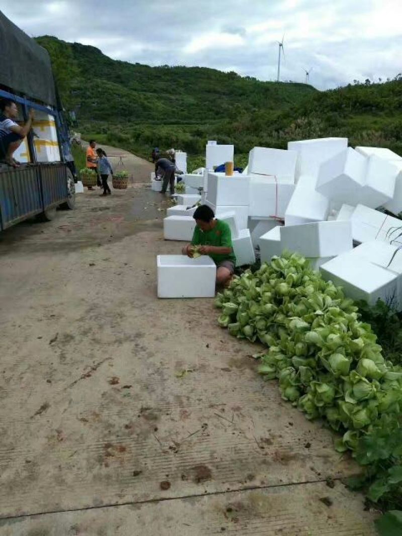 包心芥菜5两以上