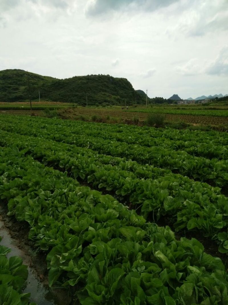 包心芥菜5两以上