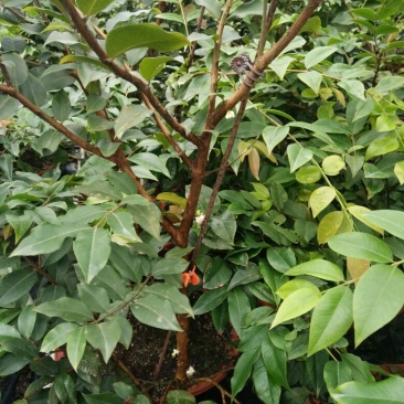嘉宝果树苗早生四季嘉宝果