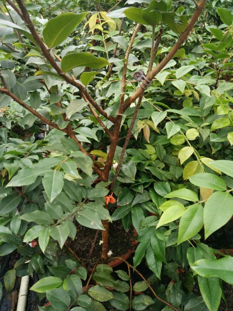 嘉宝果树苗早生四季嘉宝果