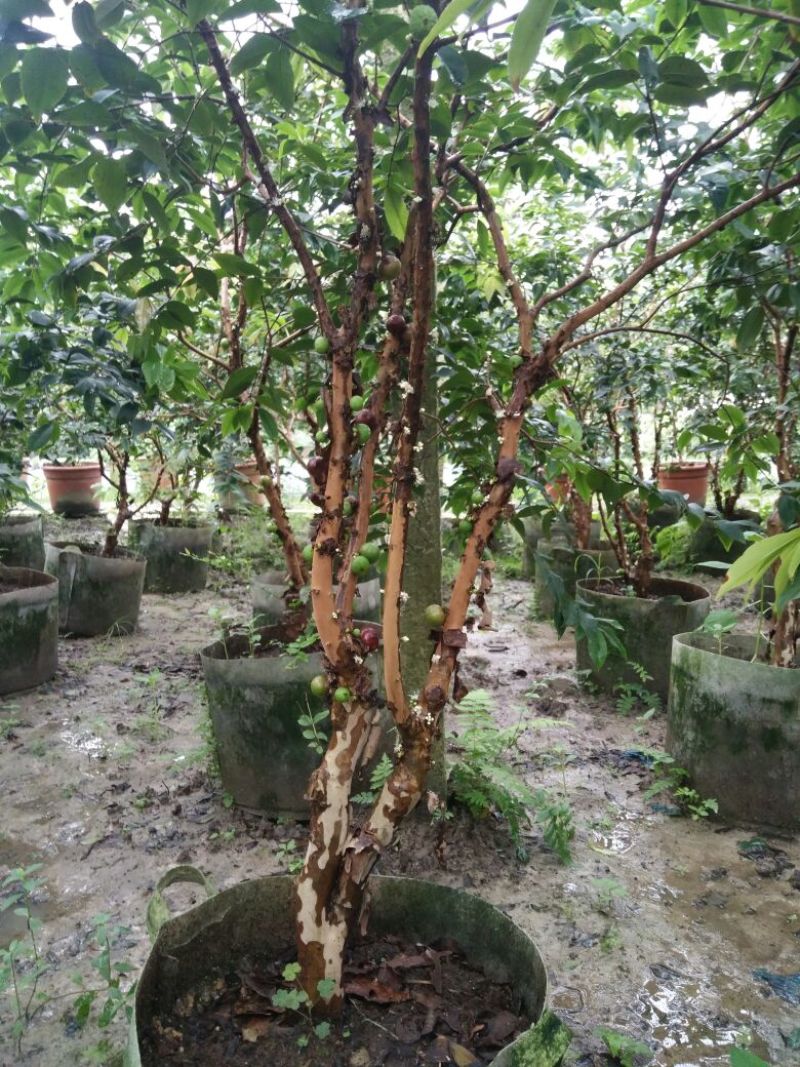 嘉宝果树苗早生四季嘉宝果
