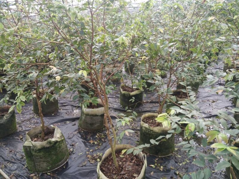 嘉宝果树苗早生四季嘉宝果