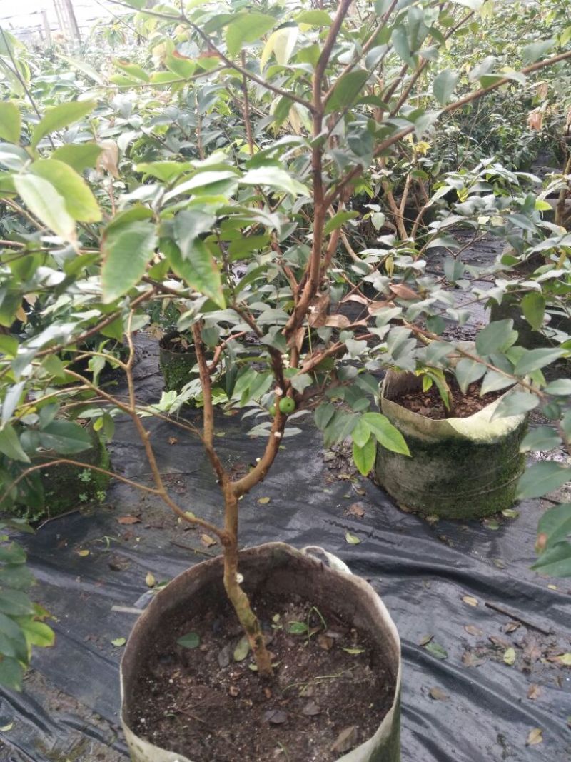 嘉宝果树苗早生四季嘉宝果