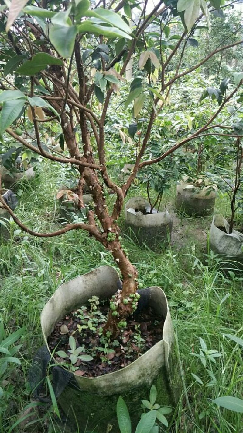 嘉宝果树苗早生四季嘉宝果