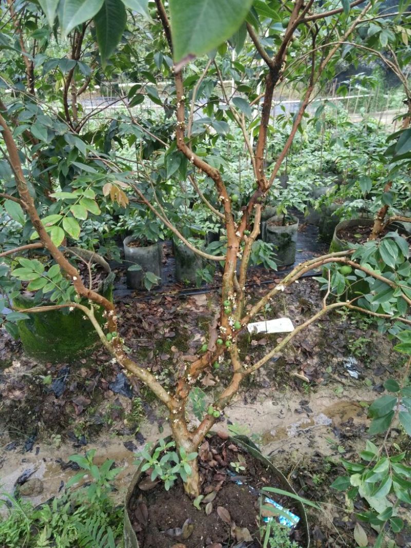 嘉宝果树苗早生四季嘉宝果