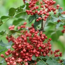 大红袍花椒特级干