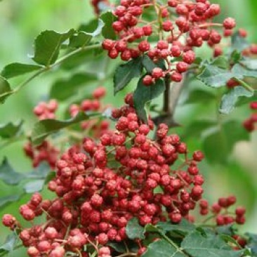 大红袍花椒特级干