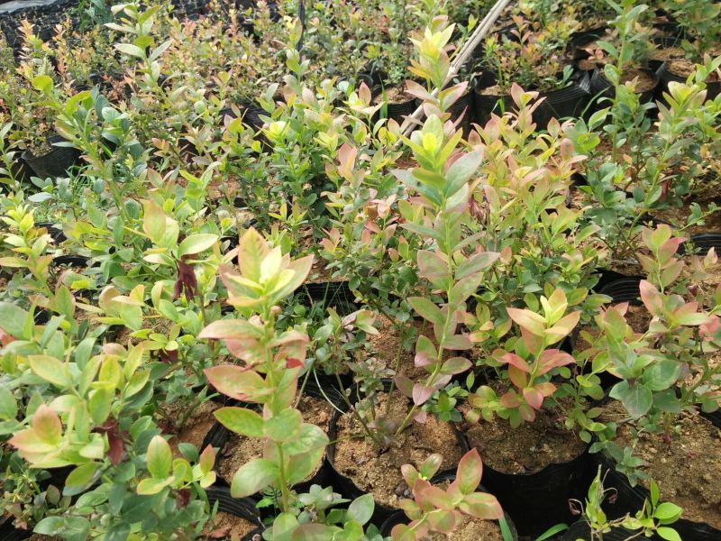 蓝莓苗30~50cm2年以上