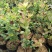 蓝莓苗30~50cm2年以上