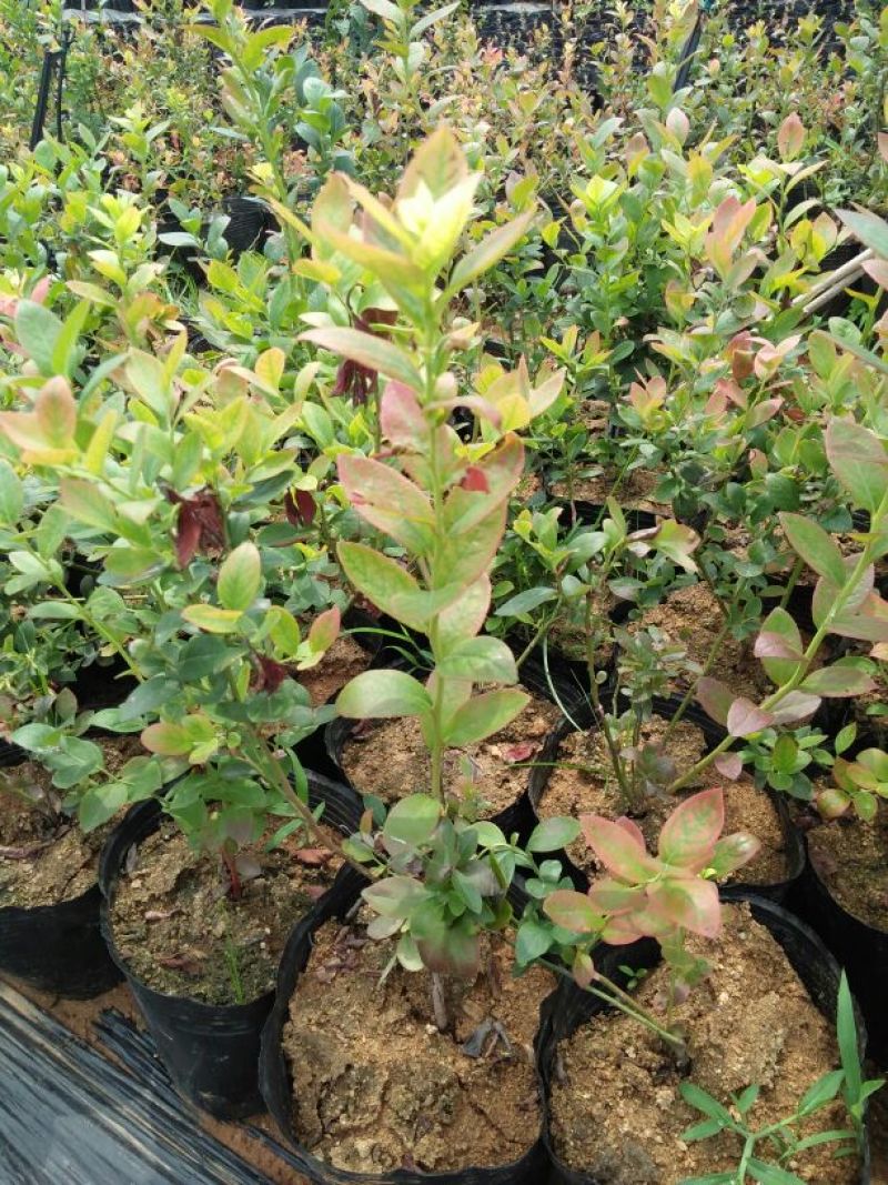 蓝莓苗30~50cm2年以上