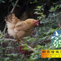 正宗散土鸡一年以上农家散养老母鸡整鸡