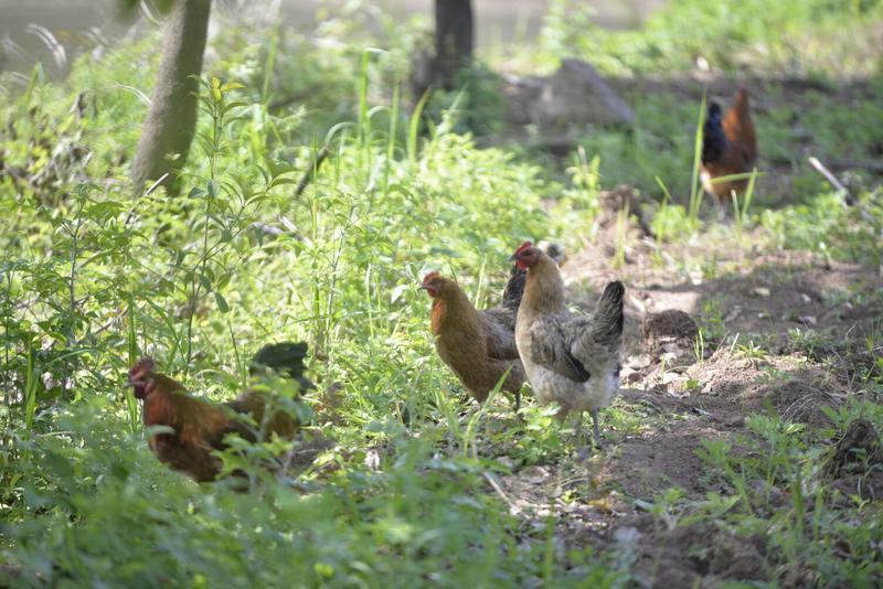 正宗散土鸡一年以上农家散养老母鸡整鸡