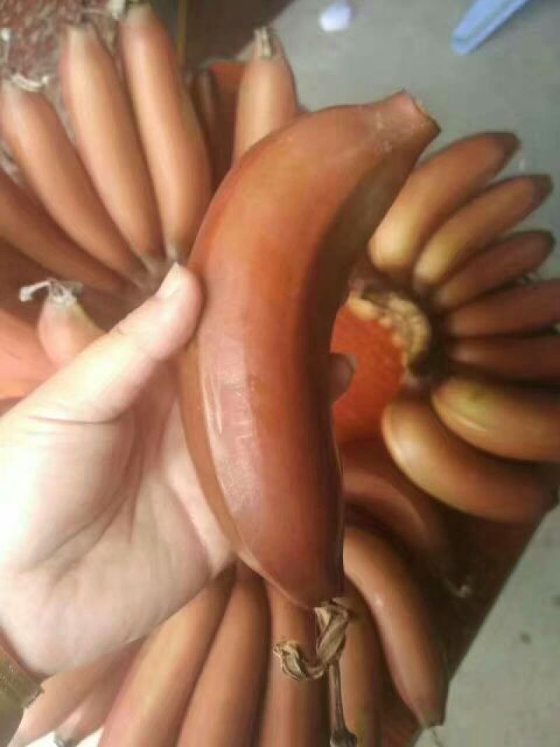 红香蕉七成熟