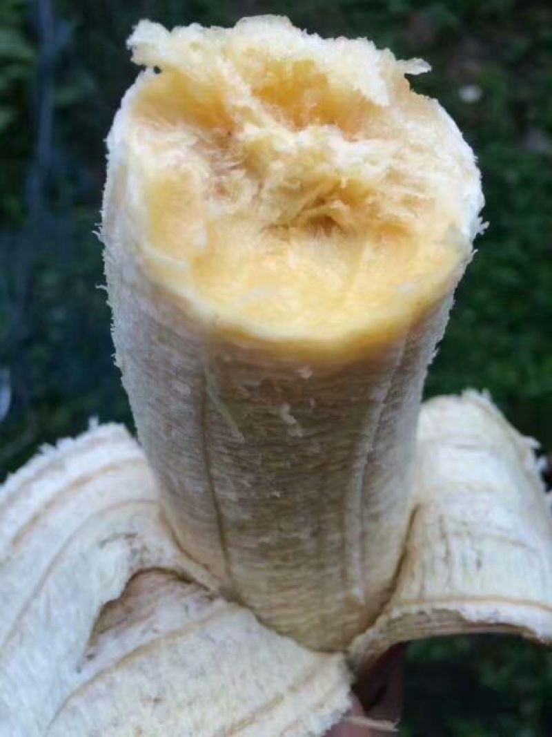 红香蕉七成熟