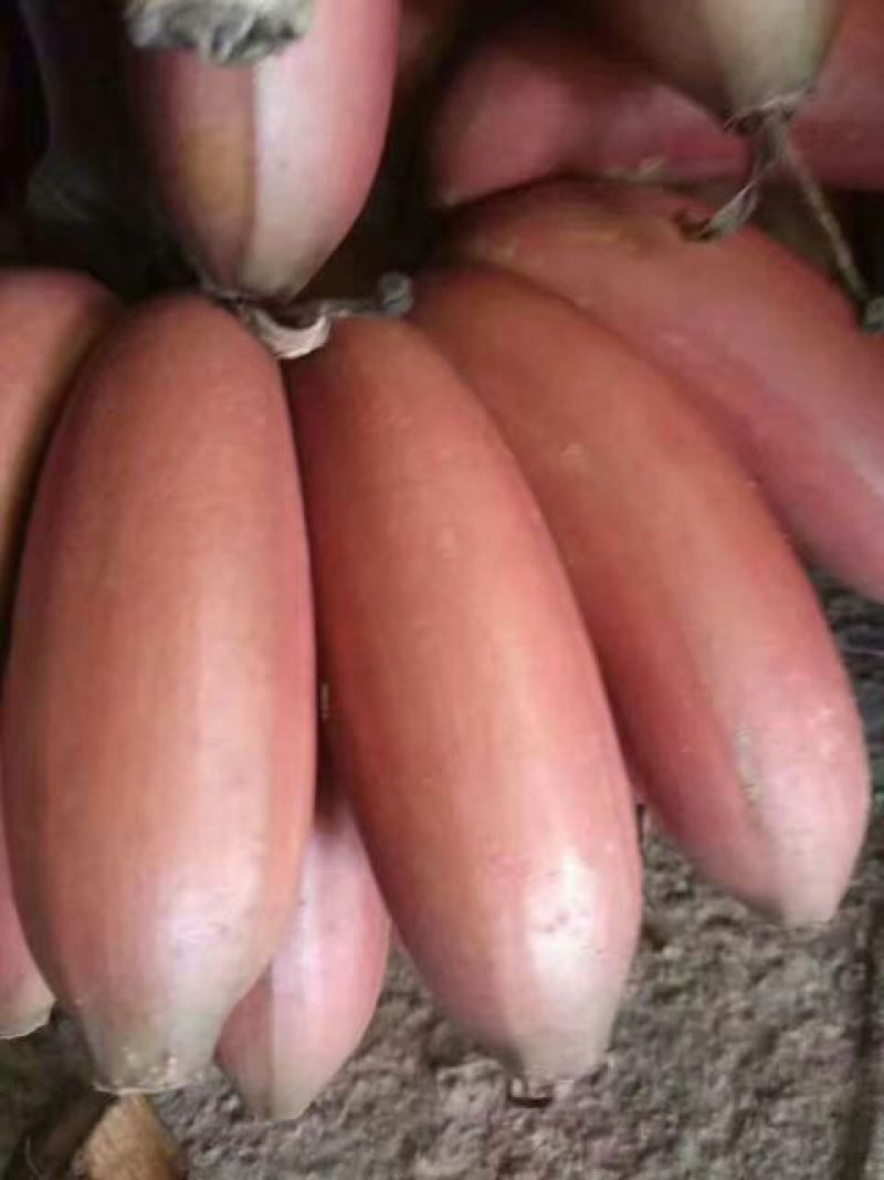 红香蕉七成熟