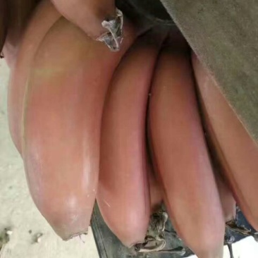 红香蕉七成熟