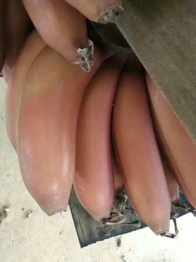 红香蕉七成熟