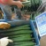 精品黄瓜，货量充足，可供大型市场，超市电商，