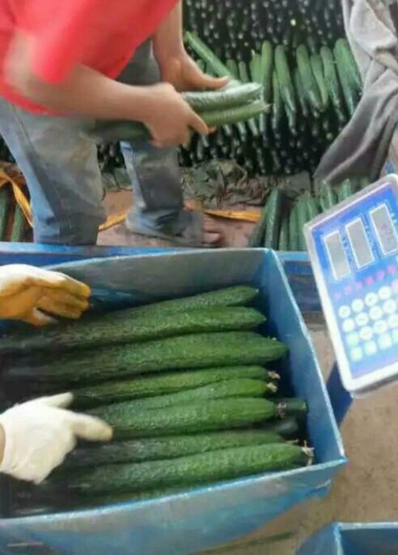 精品黄瓜，货量充足，可供大型市场，超市电商，