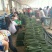 精品黄瓜，货量充足，可供大型市场，超市电商，