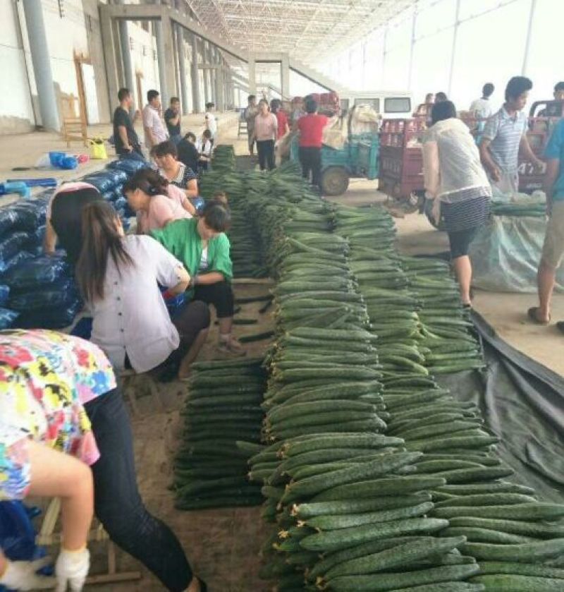 精品黄瓜，货量充足，可供大型市场，超市电商，