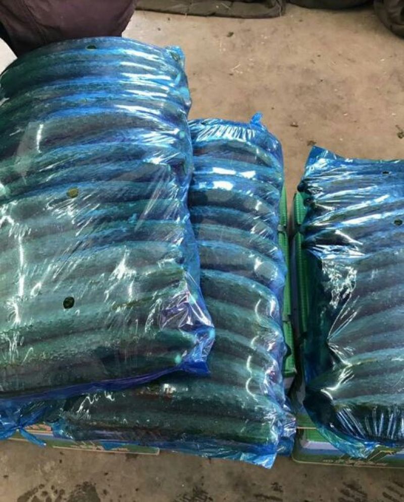 精品黄瓜，货量充足，可供大型市场，超市电商，